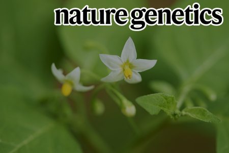 까마중 (<i>Solanum americanum</i>) 유전체 기반 감자 역병균 Effector를 인식하는 면역수용체 선발