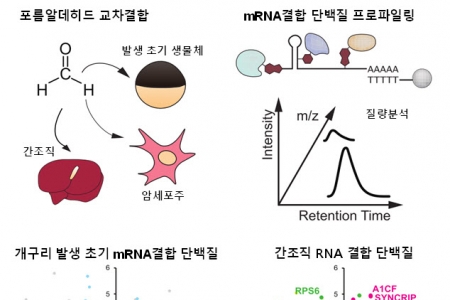 다세포 조직체 내의 mRNA결합단백질 분석방법 찾았다