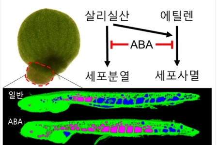 식물 호르몬에 의한 개구리밥 통기 조직의 형성 조절