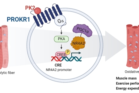 ROKR1-CREB-NR4A2를 통한 새로운 근감소증 치료 기전 규명