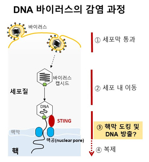 DNA 바이러스인 헤르페스바이러스의 성공적인 감염을 위해서는 바이러스 게놈 DNA가 핵막을 반드시 통과해야 한다. 본 연구진은 STING이 바이러스 캡시드와 핵공의 결합에 필수적인 단백질임을 확인하였다. STING 단백질이 발현하지 않으면, 바이러스 DNA가 핵막을 효과적으로 통과하지 못하고 그 결과 감염에 실패하게 되는 것을 발견하였다. 이를 통해 감염과정에서 바이러스와 숙주 단백질의 상호작용을 이해할 수 있으며, 백신 개발에 있어 중요한 정보를 제공할 것이라 기대한다.