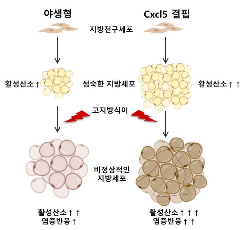 Cxcl5 결핍 마우스는 지방세포의 분화가 비정상적으로 증가됨으로써 활성산소가 증가한다. 또한, Cxcl5 결핍 마우스가 고지방식이를 섭취할 경우 활성산소는 더욱 과도하게 증가하며 산화 스트레스로 인한 대사질환이 발병 된다.