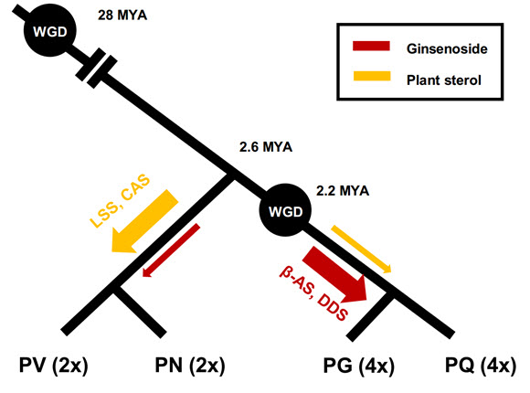4종의 유전자와 대사체 생합성을 종합적으로 비교 분석하여 이배체 종(Panax vietnamensis; PV, P. notoginseng; PN)과 사배체 종(P. ginseng; PG, P. qinquefolius; PQ)간의 트리테르펜 생합성 양상이 다르게 나타나는 점을 모식화하였다. 파이토스테롤 생합성에 관여하는 유전자는 이배체 종에서 높게 발현되는 반면 진세노사이드 생합성에 관여하는 유전자의 발현은 사배체 종에서 더 높은 것으로 밝혀졌다.