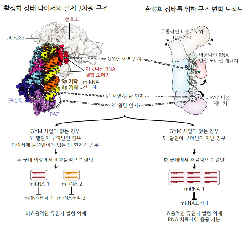 [그림 2] 다이서의 활성화 상태 구조와 마이크로RNA 전구체 서열의 중요성