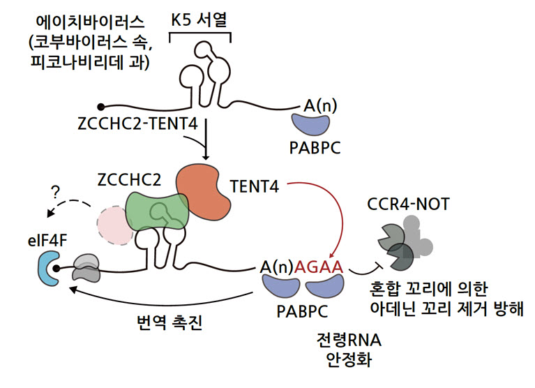 [그림 2] RNA 스크리닝으로 찾은 K5 서열의 작용 메커니즘