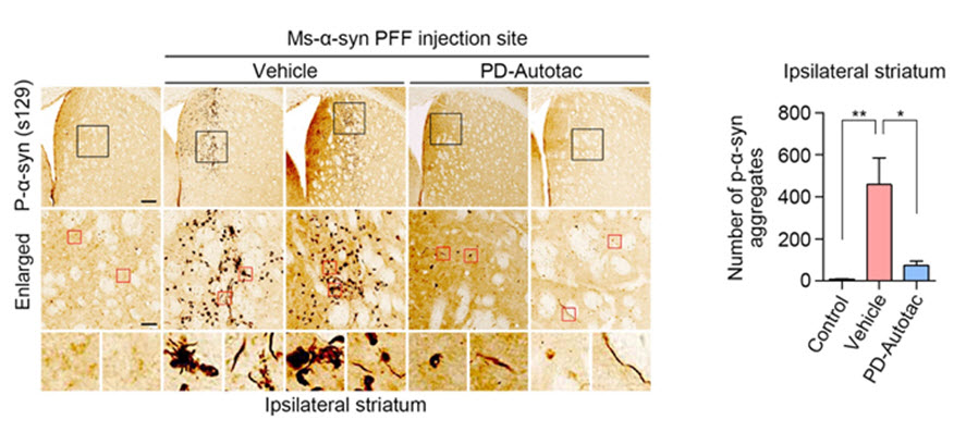 그림 2. 파킨슨병 모델 쥐의 뇌에서 ATC161(PD-Autotac)이 알파 시누클린 응고체를 제거하는 효능. Vehicle 그룹에서 보이는 알파 시누클린 응고체가 ATC161에 의해 효과적으로 분해된다. 출처: Lee et al. Mol Neurodegener. 2023:18(41).
