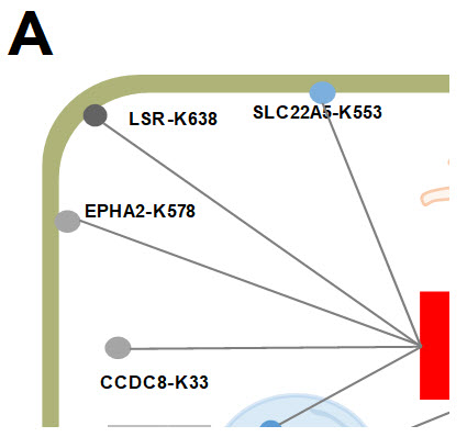 그림 2. 초분해능 근접분자 표지기술을 이용하여 얻은 ORF3a와 M 바이러스 단백질에 결합하는 인간 단백질체 정보