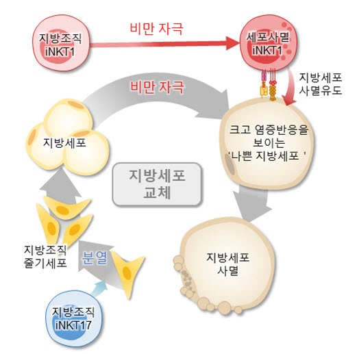 그림. 지방조직 iNKT 세포에 의한 지방세포 교체 과정 조절