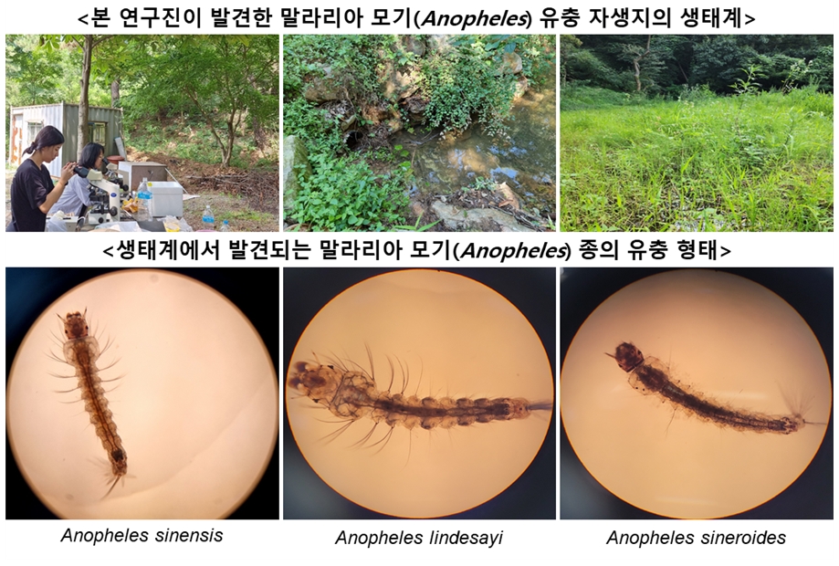 본 연구진이 발견한 말리아 모기(Anopheles) 유충 자생지의 생태계(위), 생태계에서 발견되는 말라리아 모기(Anopheles) 종의 유충 형태(아래)