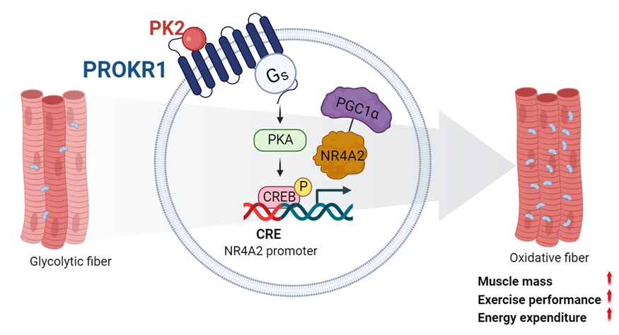 PROKR1-CREB-NR4A2 신호전달경로를 통한 산화성 근섬유의 분화와 대사기능의 향상, Created with BioRender.com