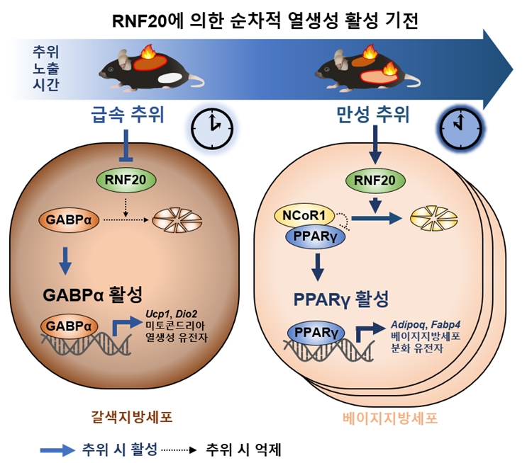 추위 자극 시, 포유류는 지질저장소 특유의 방식으로 열생성을 강화하여 체온을 유지함. BAT에서 급성 저온 자극은 RNF20을 빠르게 하향조절하여 GABPa 축적 및 활성화를 유도함. 결과적으로 GABPa는 열생성 및 미토콘드리아 유전자의 발현을 자극하여 열생생을 증대함. iWAT에서 장기간의 추위는 RNF20을 점진적으로 상향조절하여 NCoR1을 분해함으로써 PPARg를 활성화하며, 이를 통해 새로운 베이지지방세포가 생성됨.