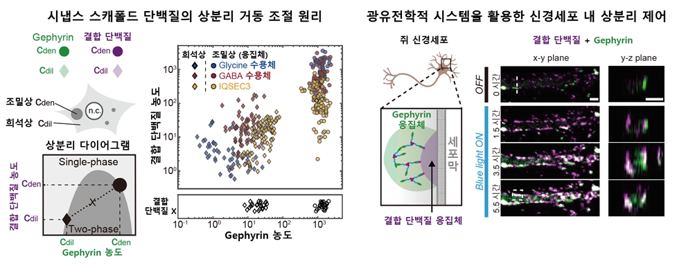 그림 1. 시냅스 스캐폴드 단백질의 열역학적 상분리 거동 조절 (좌) 및 광유전학 시스템을 활용한 신경세포 내 상분리 제어 (우)