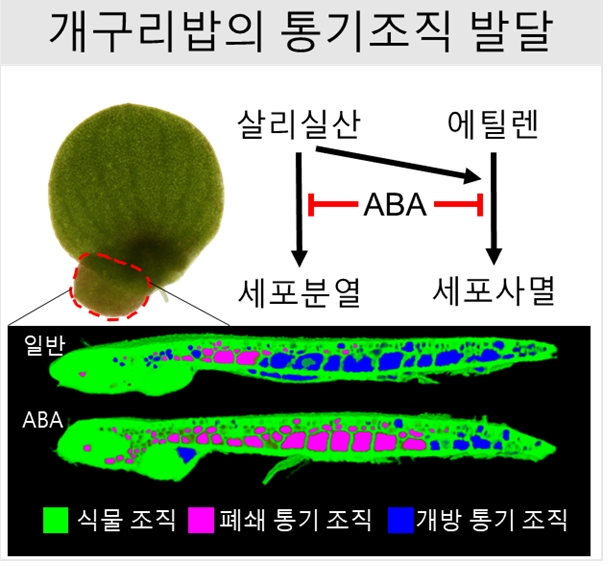 그림. 개구리밥의 통기 조직 발달에서 식물 호르몬의 영향.