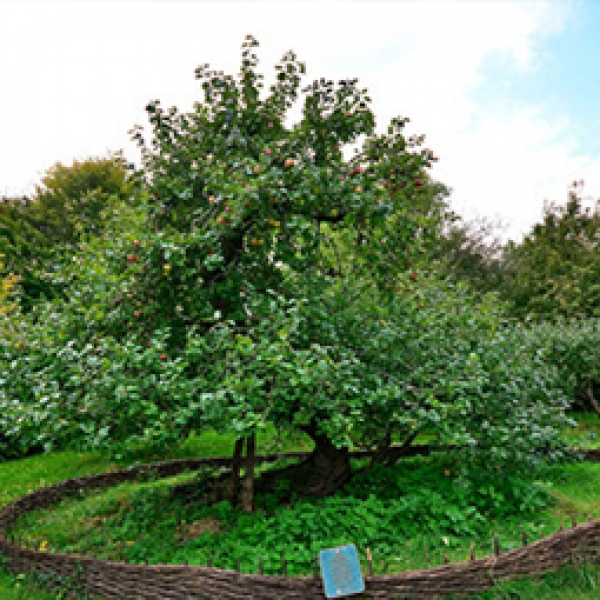 서울대 수목원에도 뉴턴의 사과나무가 있다