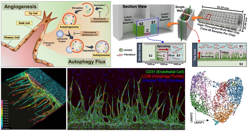 3 차원 혈관 신생 올간칩에서의 오토파지 관찰 및 단일세포 RNA 시퀀싱을 통한 오토파지 인자 규명