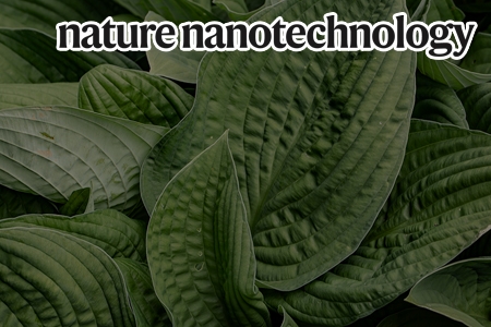 식물 스트레스 실시간 감지하는 나노센서 개발