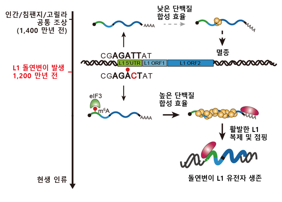인간 유전체 속 점핑 유전자의 기생 전략