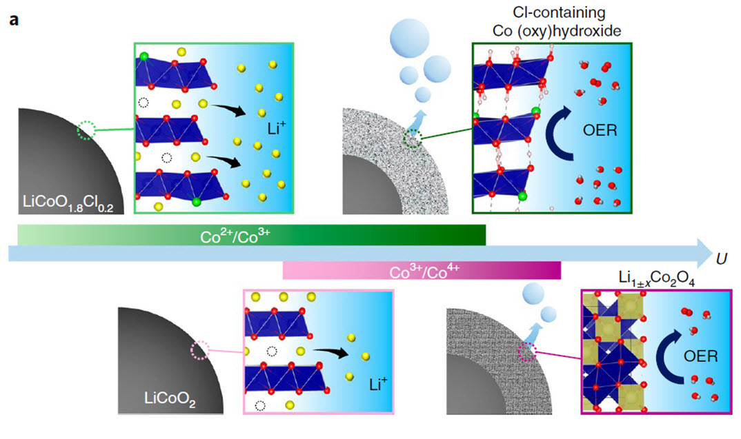 논문 요약 모식도: LiCoO<sub>1.8</sub>Cl<sub>0.2</sub> 의 경우 물 전기분해 반응중 표면리튬이 전해질로 많이 빠져나오면서 표면이 코발트 수산화물로 변환되는 것을 유도함. LiCoO<sub>2</sub>의 경우, 물 전기분해 반응중 표면리튬이 전해질로 거의 빠져나오지 못하기 때문에 표면의 결정구조가 유지된 스피넬구조물로 변환됨.