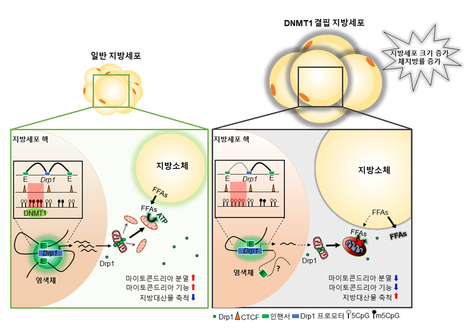 그림. DNMT1에 의한 거대 지방세포 형성 억제 기전