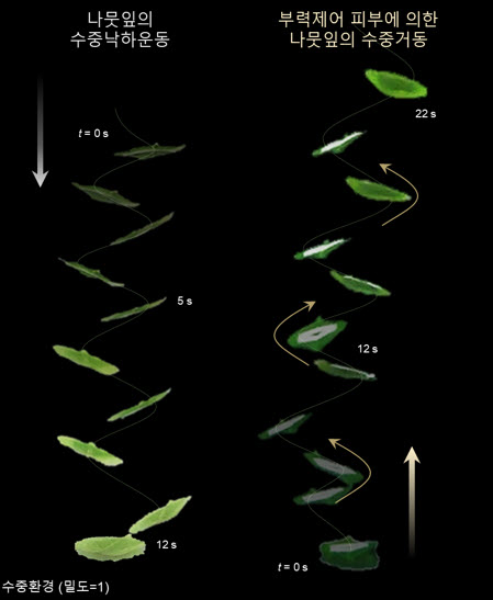 ▲ 나뭇잎의 팔랑거리는 낙하운동에서 영감을 받아 제작된 나뭇잎 로봇의 수중 거동