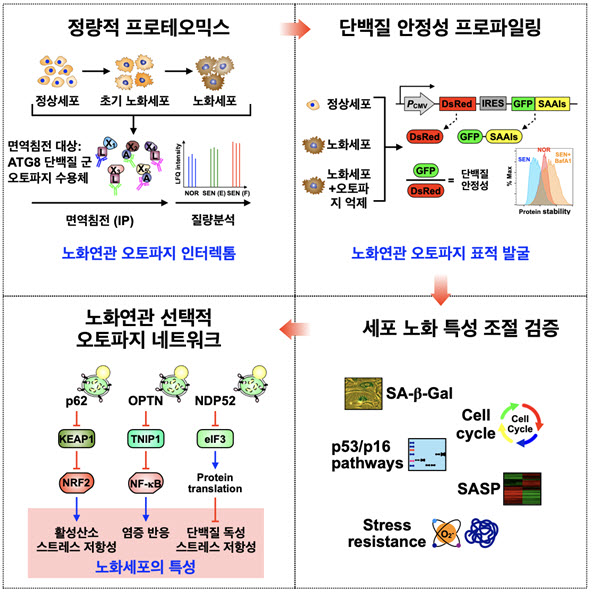 선택적 오토파지에 의한 새로운 세포 노화 조절 메커니즘