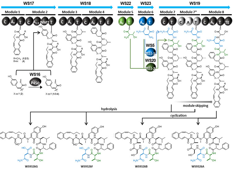 그림 1. 본 연구에서 규명된 WS9326A의 생합성 경로 및 유도체의 구조