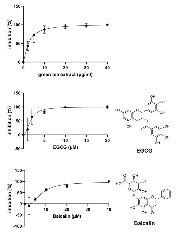 그림 1. 녹차 추출물, 에피갈로카테킨 갈레이트(EGCG), 바이칼린(baicalin)의 Nsp15 억제 효과를 분석한 결과이다. y 축은 반응 60분 후 계산된 억제율을 나타내고, x 축은 각 화합물의 농도를 나타낸다.