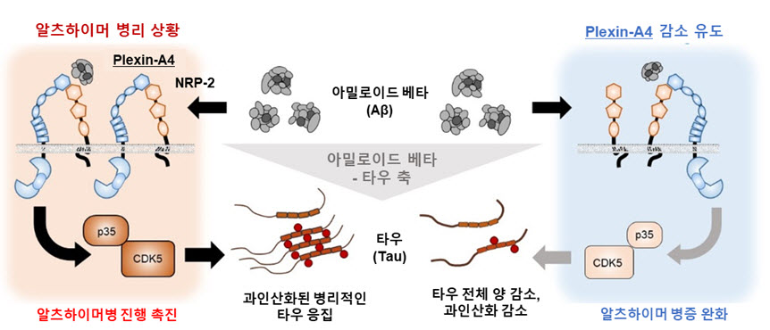 알츠하이머병에서는 아밀로이드 베타가 타우 단백질을 과인산화시켜 응집을 촉진하고 독성을 띄도록 변성시키는데, Plexin-A4 단백질이 해당 독성 신호를 전달하는 주요 매개체임을 확인하였다. Plexin-A4는 NRP-2의 도움을 받아 아밀로이드 베타와 결합하며, 타우 인산화 효소인 CDK5-p35를 통해 타우의 과인산화와 변성을 유도한다. 이는 아밀로이드 베타-타우 축(Aβ-Tau axis)의 존재를 증명하는 결과라 할 수 있다.