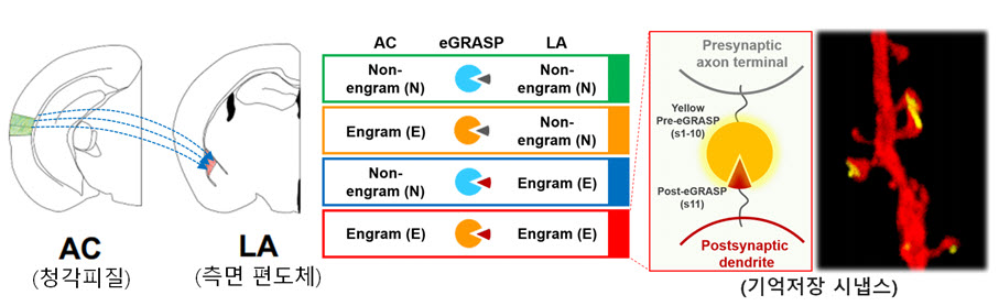 Dual-eGRASP 기술을 이용하여, 청각피질(AC)와 측면 편도체(LA)의 기억저장세포 (Engram)와 비기억저장세포 (Non-engram) 사이 연결 시냅스를 4가지 조합으로 표지 할 수 있다. 그중 기억저장 세포 사이의 연결 시냅스를 ‘기억저장 시냅스 (Synaptic engram)' 라고 정의하였다.