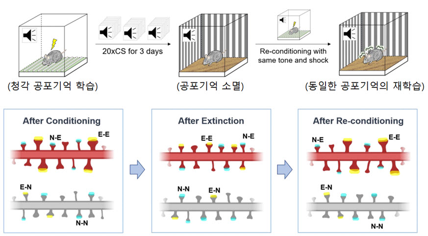 공포학습에 의해서 기억저장 시냅스 (Synaptic engram, E-E)의 크기가 증가하였으며, 공포기억의 소멸로 크기가 감소하였다. 그리고 동일한 공포기억을 다시 학습시키면, 작아졌던 기억저장 시냅스의 크기가 회복되었다. 이는 기억저장 시냅스가 기억의 상태를 반영 하는 것을 밝혀낸 것이다.