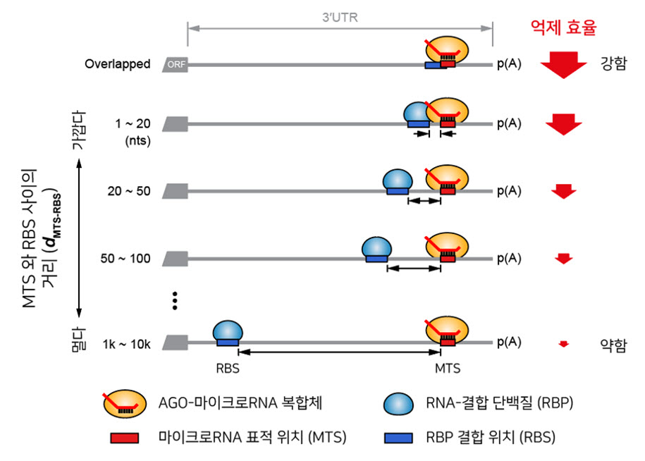 그림 1. MTS 와 RBS 사이의 거리에 따른 유전자 발현 억제 효율