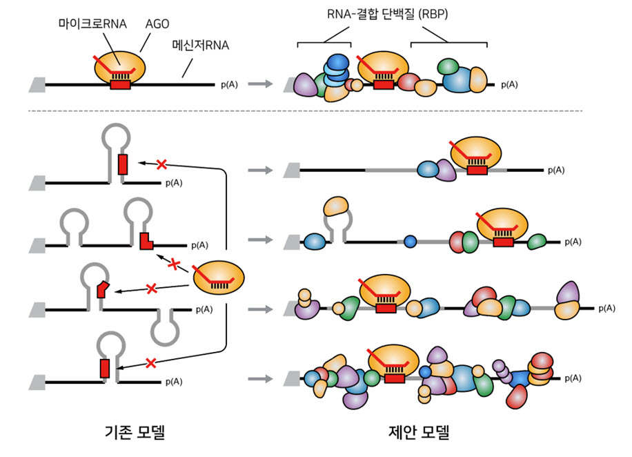 그림 2. 본 연구에서 제안하는 마이크로RNA 타겟팅 모델