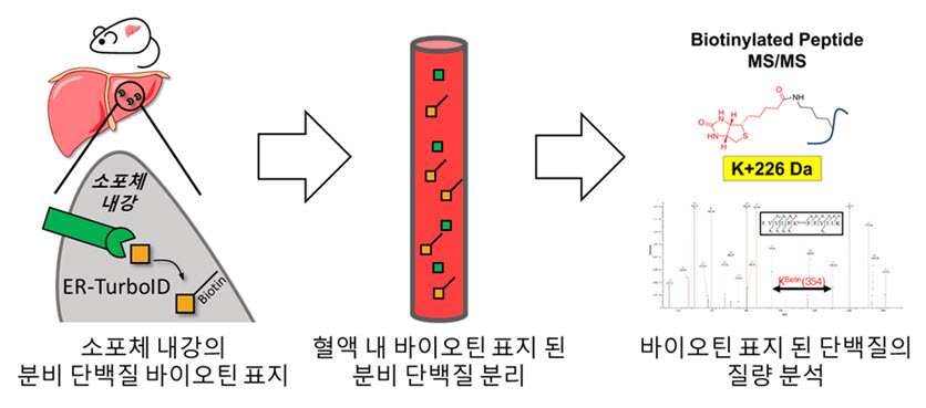 그림 1. 생체 내 조직 특이적 분비 단백질 표지 기법의 모식도