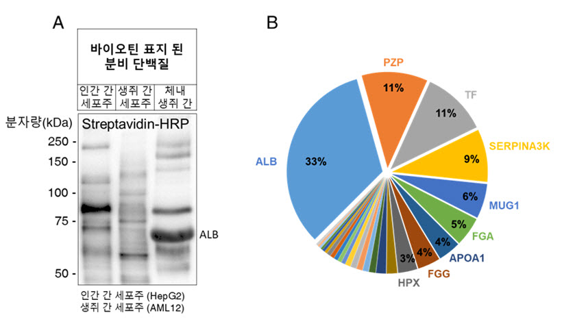 그림 2. (A) 간 세포주와 체내 간 조직의 분비 단백질 차이. (B) 본 기법으로 검출된 체내 생쥐 간 조직의 분비 단백질.