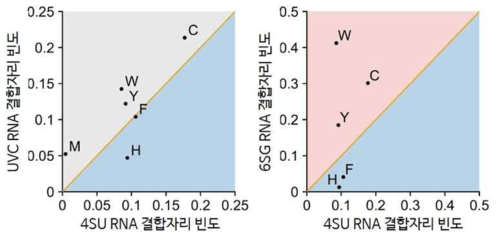 그림 2. 교차결합 방식 및 염기 종류에 따른 RNA 결합자리의 아미노산 빈도 비교.