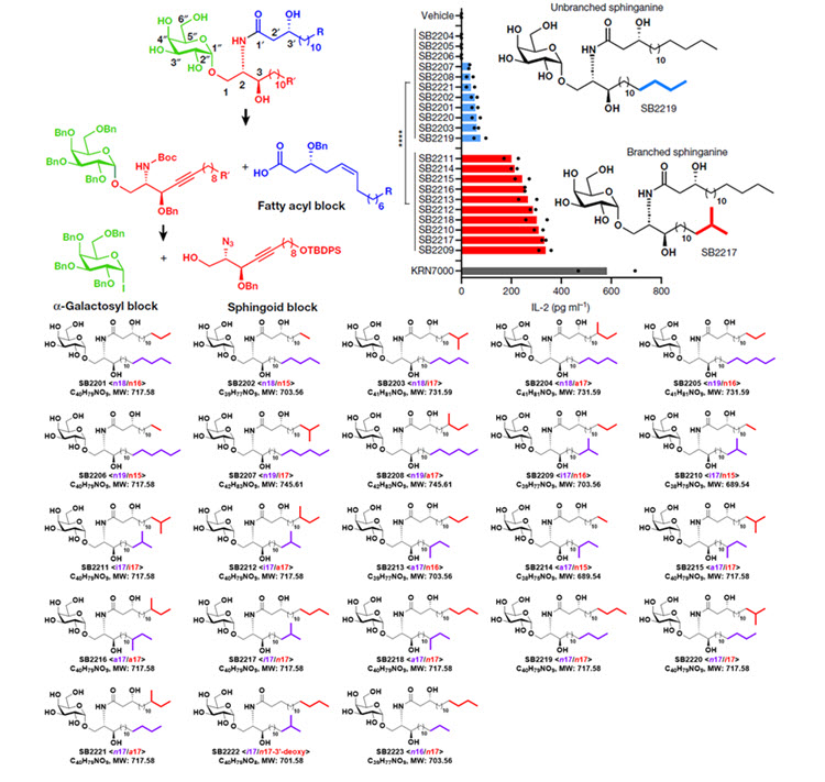 (그림) 공생미생물 Bacteroides fragilis가 만들어내는 BfaGC 역합성 분석과 이를 바탕으로 전합성한 23개의 BfaGC 유도체들. 스핑가닌 가지 구조가 면역 조절에 있어 중요한 역할을 함.