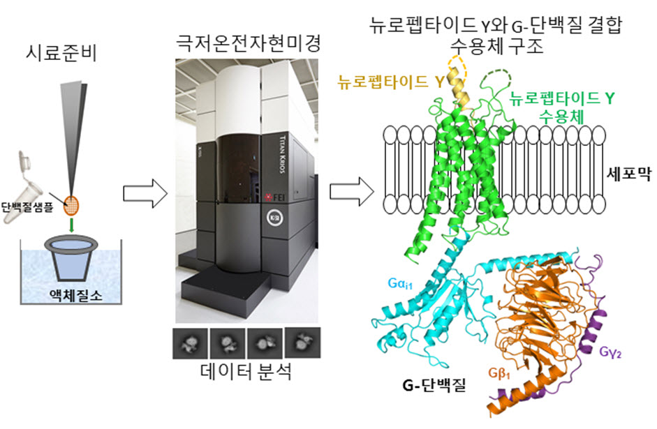 뉴로펩타이드 Y-수용체-G 단백질 복합체의 극저온전자현미경 구조