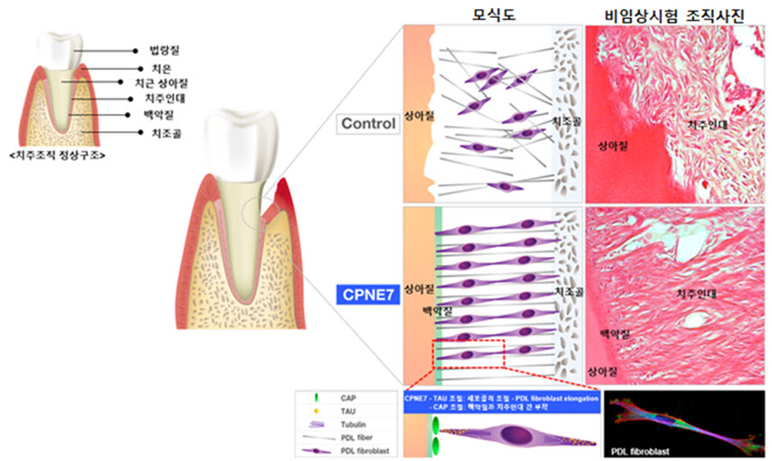 CPNE7 단백질과 CPNE7-유래 펩타이드는 치주인대 세포의 골격을 유지하는 TAU 단백질의 조절을 통해 생리적인 구조의 치주인대를 재생하고 백악질의 형성과 CAP 조절을 통하여 치주인대가 치아에 잘 부탁되게 하여 손상된 치주조직의 기능을 회복한다.