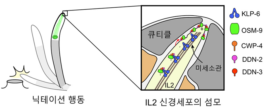 그림 1: DAF-19M 전사인자와 그 하위 단백질들에 의해 조절되는 닉테이션 행동