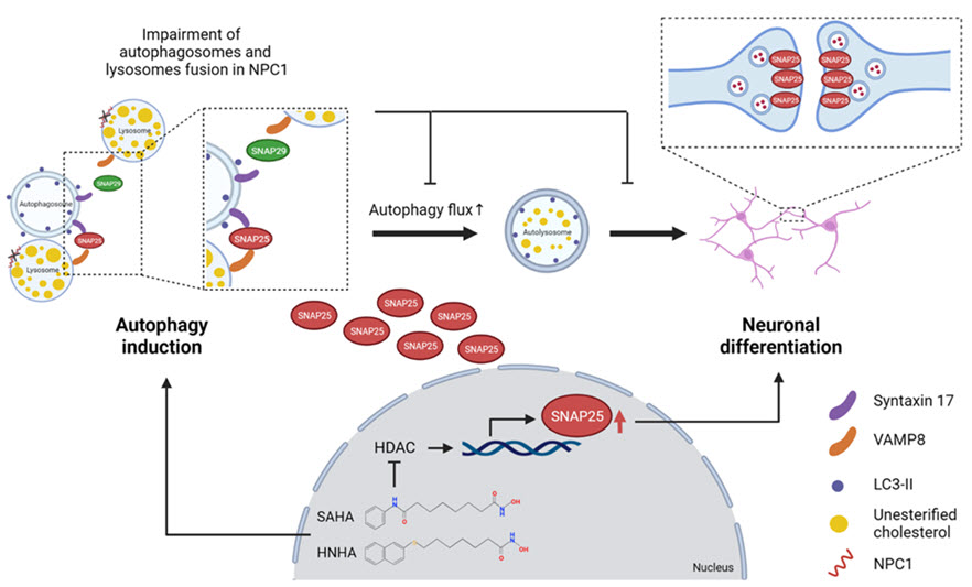 그림. C형 니만-피크 질환 모델에서 히스톤 탈아세틸화효소 억제제인 SAHA와 HNHA의 SNAP25를 통한 오토파지 순환 정상화 및 뉴런 분화 촉진효능 기전 모식도