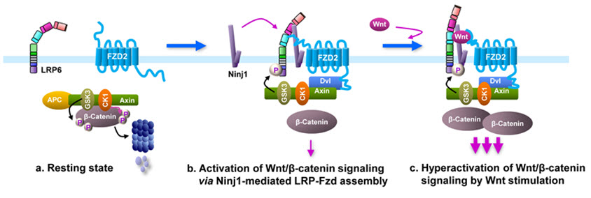 Wnt signaling의 상위인자인 LRP6와 FZD2가 불활성화된 상태(a)에서는 β-catenin은 APC-AXIN-GSK3 등으로 구성되는 destruction complex에 의해 분해되어 Wnt signaling의 활성화가 억제됨. Ninjurin1은 Wnt ligand가 존재하지 않는 상황에서도 LRP6와 FZD2의 복합체 형성을 매개하여 β-catenin이 destruction complex에서 분리되어 β-catenin의 안정화 및 활성화를 유도하여 Wnt signaling의 활성화를 유도함(b). Wnt ligand가 존재하면 이러한 활성화 과정이 촉진되어 Wnt signaling의 활성화가 증폭됨(c).