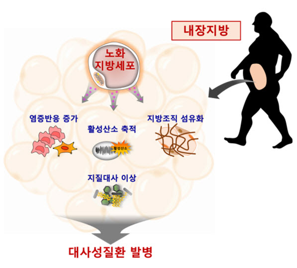 그림 1. 노화지방세포에 의한 대사성질환 발병
