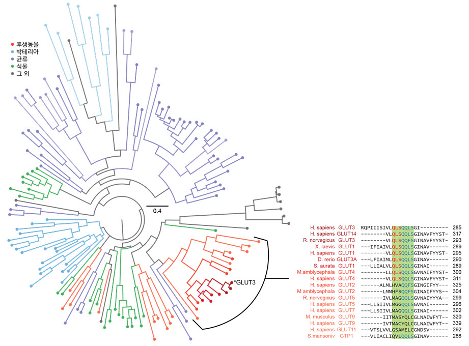 그림 3 생물정보학을 이용한 다양한 당 수송 단백질 분석