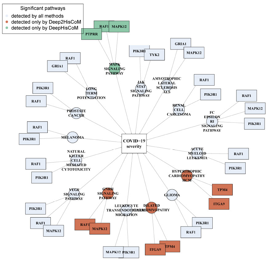 COVID-19 중증도 연관 패스웨이 및 유전자의 시각화