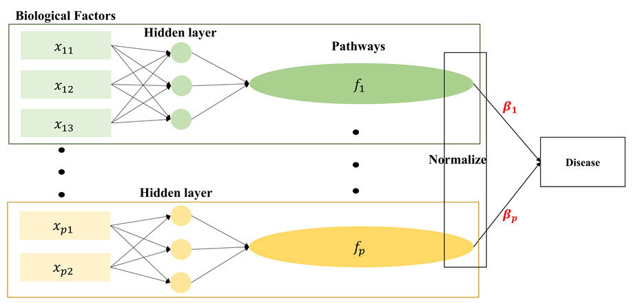 DeepHisCoM 모형의 구조. 직사각형은 바이오마커 원은 hidden layer, 그리고 타원은 패스웨이를 의미