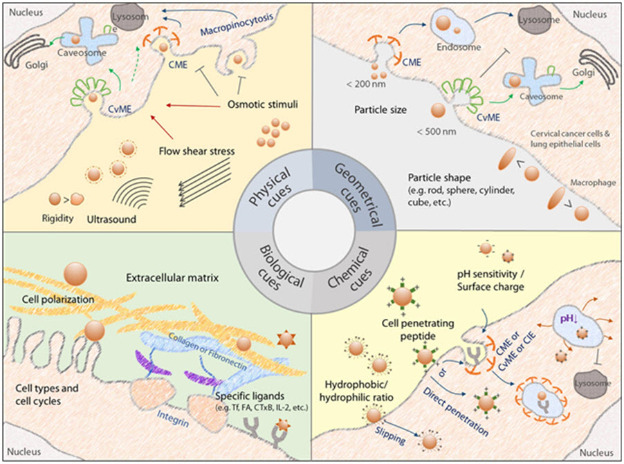 고분자 유전자 전달체의 세포 내 진입과 endocytosis 기전 조절에 영향을 주는 요소의 모식도