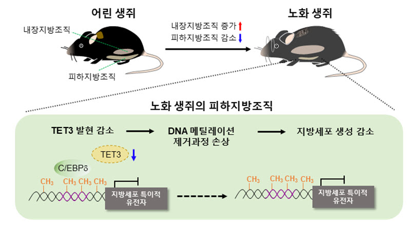 그림 1. 노화에 따른 피하지방조직 생성능력 감소