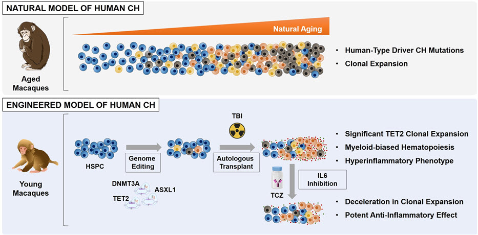 고연령 영장류 코호트 유전자 분석을 통해 인간 클론성 조혈작용과 유사한 패턴의 혈액 세포 내 돌연변이 증가를 확인하고, 해당 돌연변이를 저연령 영장류 골수에 전달하여 영장류 클론성 조혈작용 모델을 확립하였다. 해당 영장류는 돌연변이 특이적 혈액 세포 증식, 염증성 반응 촉진을 보였으며, IL-6 억제제 처리에 따라 돌연변이 증식 억제, 항염증 반응 등의 전임상적 효과를 확인하였다.