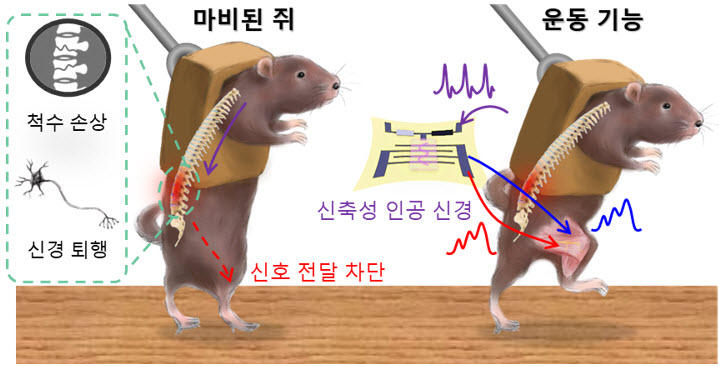 ▲ 그림1. 척수 혹은 운동 신경이 손상된 쥐 (왼쪽), 신축성 인공 신경을 통해 신경이 손상된 쥐의 운동 기능 회복 (오른쪽)