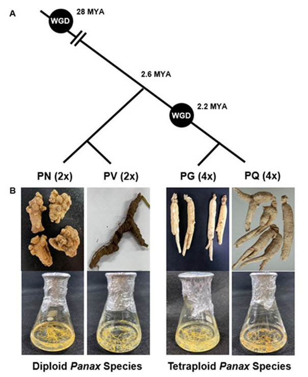 본 모식도는 인삼 속 식물 4종의 모양과 사용한 재료를 보여주고 있으며 이배체 종(Panax vietnamensis; PV, P. notoginseng; PN)과 사배체 종(P. ginseng; PG, P. qinquefolius; PQ)간의 진화적 관계를 설명하고 있으며 이들 4종의 식물을 동일한 배양조건에서 생육하며 진세노사이드 관련 모든 유전자의 발현량과 대사체 함량을 비교 분석하여 이들 4종 식물의 유전적 특성 차이를 구명하고자 하였다.